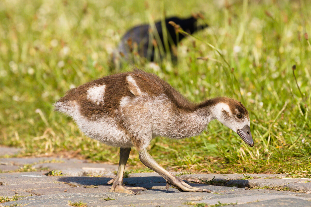 Nilganskken befindet sich am 30.05.2022 im Stuttgarter Rosensteinpark auf Futtersuche. 