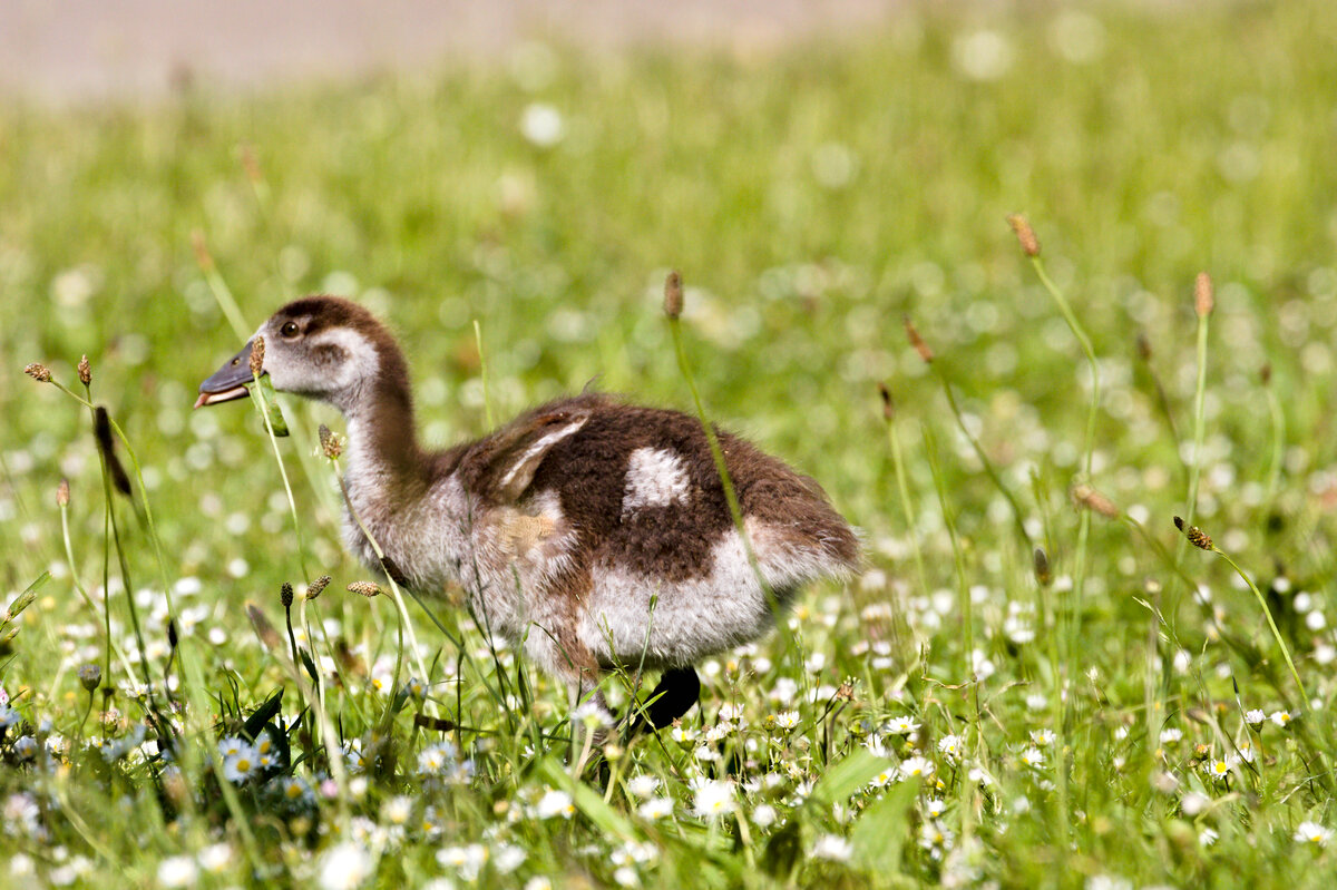 Nilganskken spaziert am 30.05.2022 durch den Rosensteinpark in Stuttgart. 