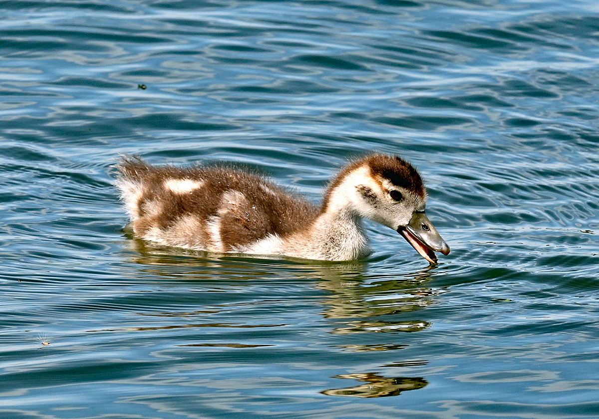 Nilganskken im Zlpicher See - 09.05.2021