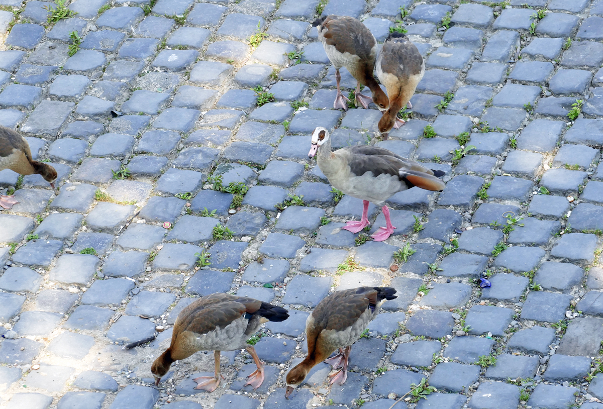 Nilgansmutter mit ihren Jungtieren am Rheinufer in Bonn - 07.07.2017