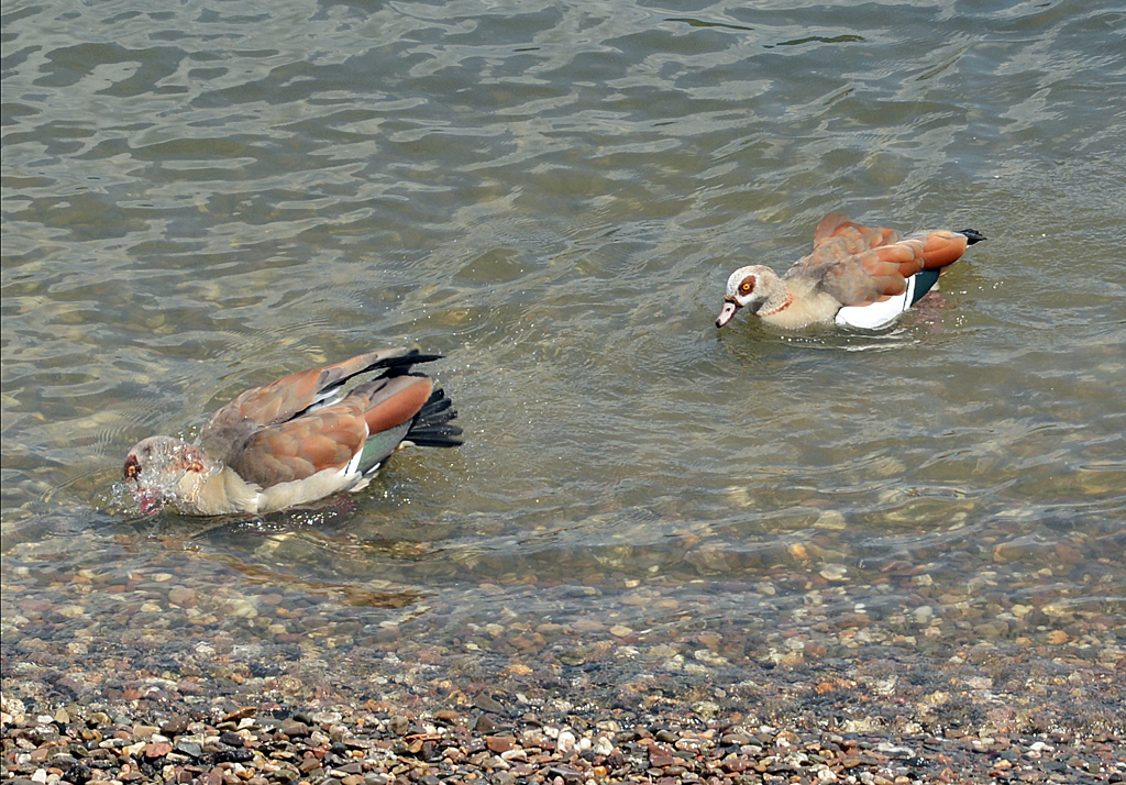 Nilganspaar im Rhein bei Bonn - 31.05.2014