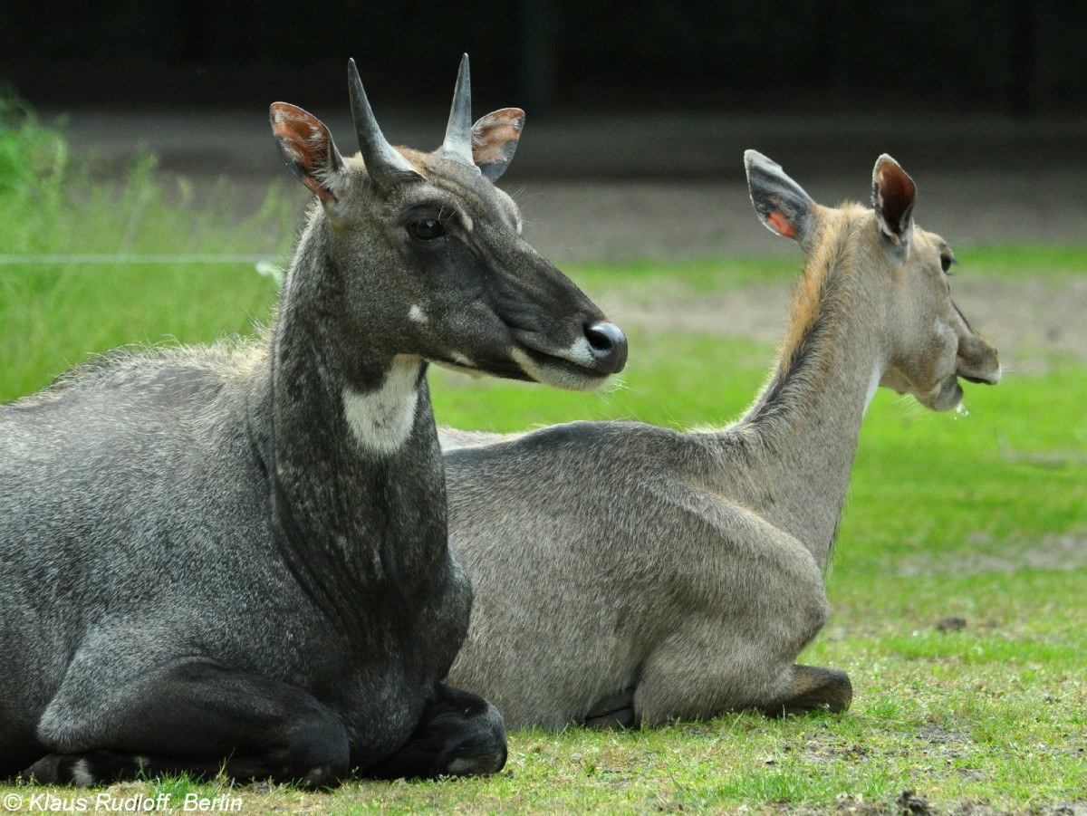 Nilgauantilope (Boselaphus tragocamelus). Paar im Tierpark Berlin.