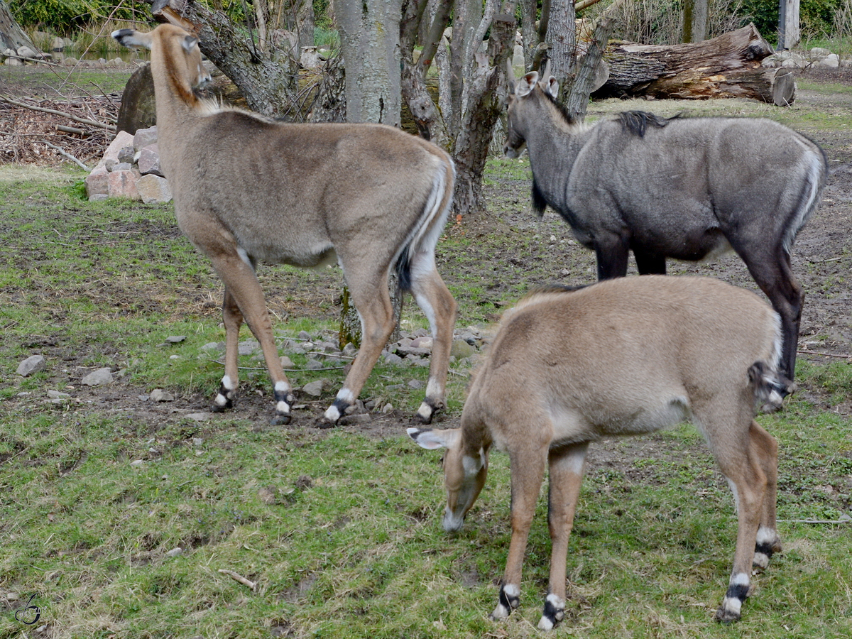 Nilgauantilopen Anfang April 2017 im Zoo Dresden.