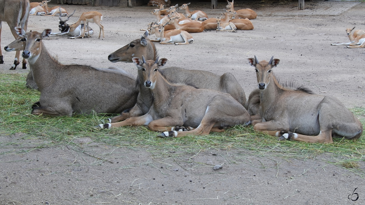 Nilgauantilopen im Zoo Dortmund. (Mai 2010)