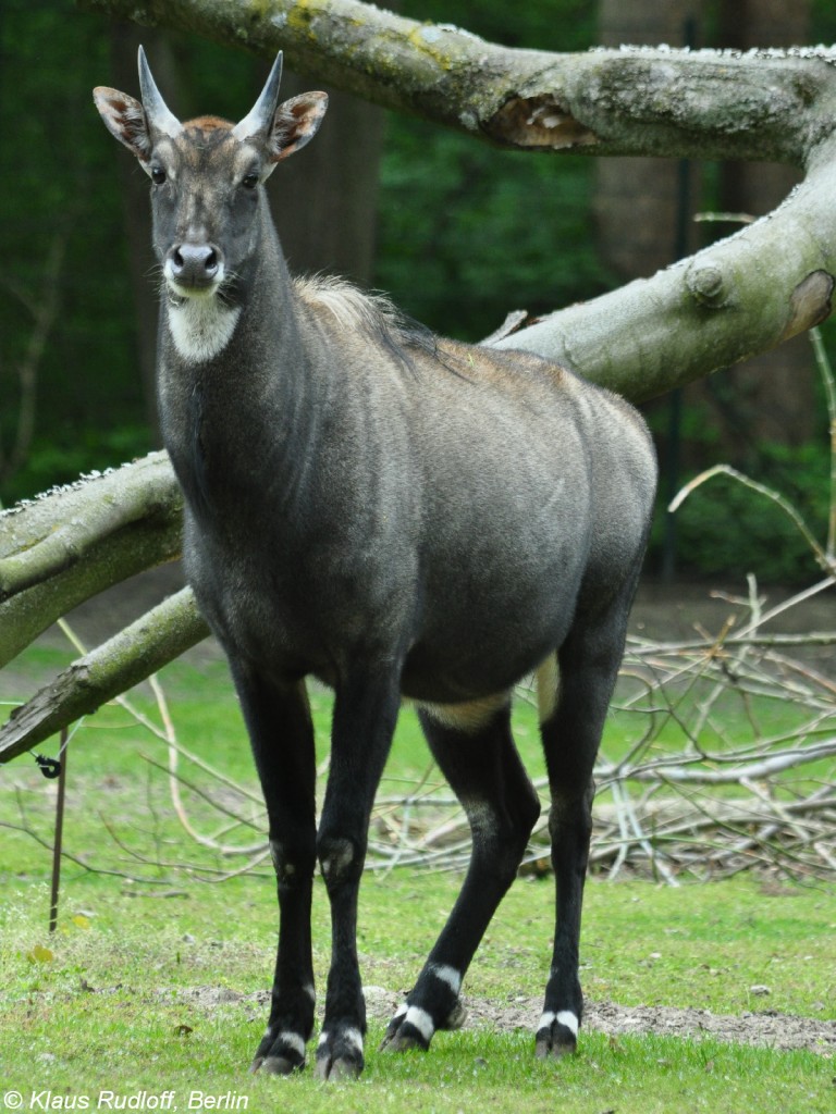 Nilgauantilopenbock (Boselaphus tragocamelus) im Tierpark Berlin