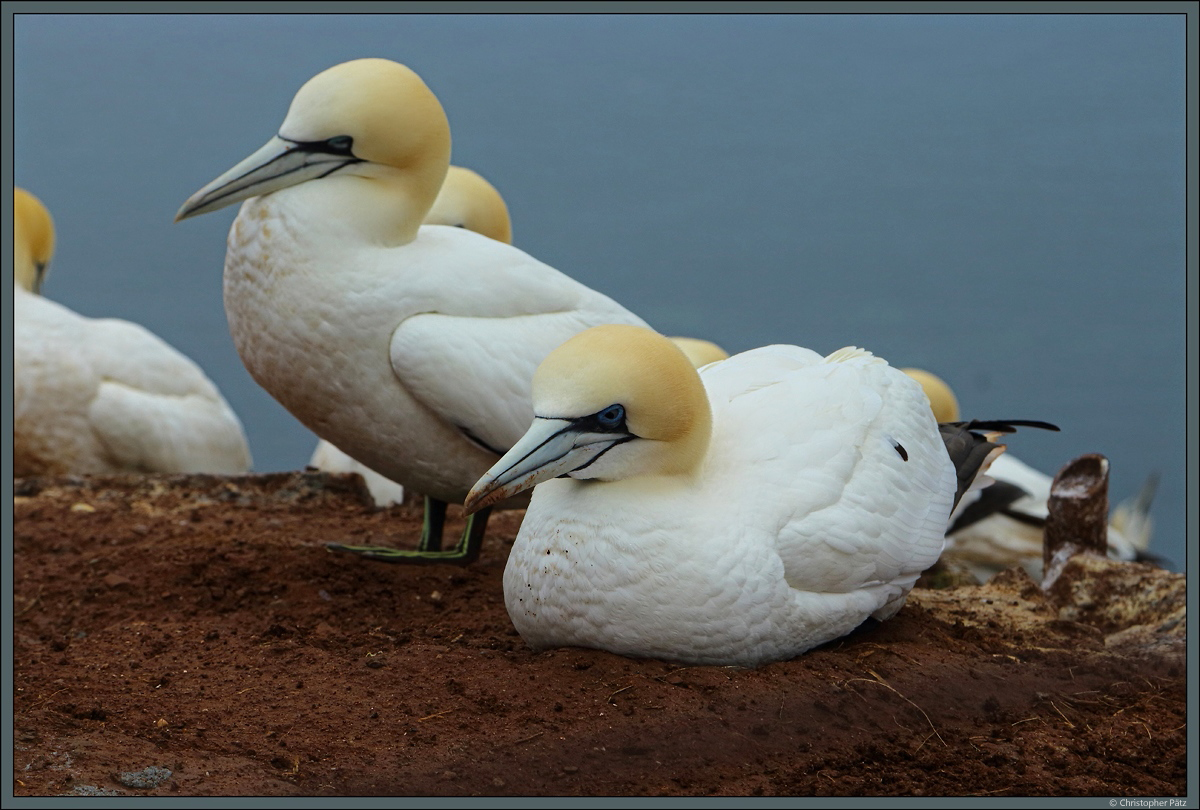 Nistender Basstlpel auf Helgoland. (13.04.2018)