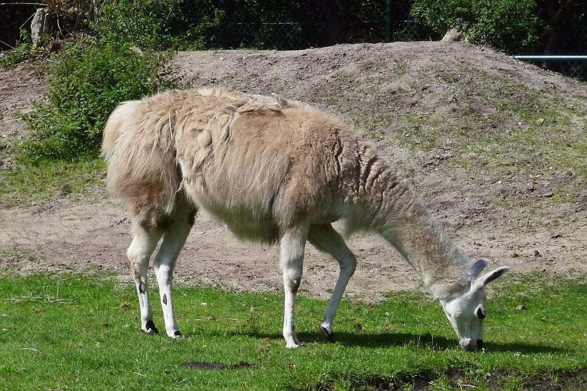 Noch ein Lama im Serengetipark, 9.9.15