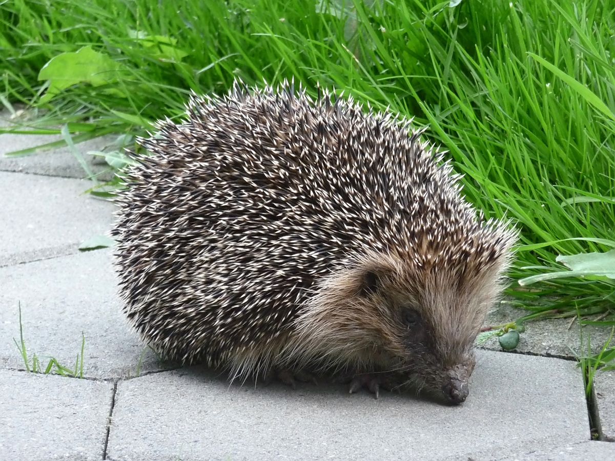 Noch etwas verschlafen wanderte dieser Igel ber den Gartenweg; 13.5.12