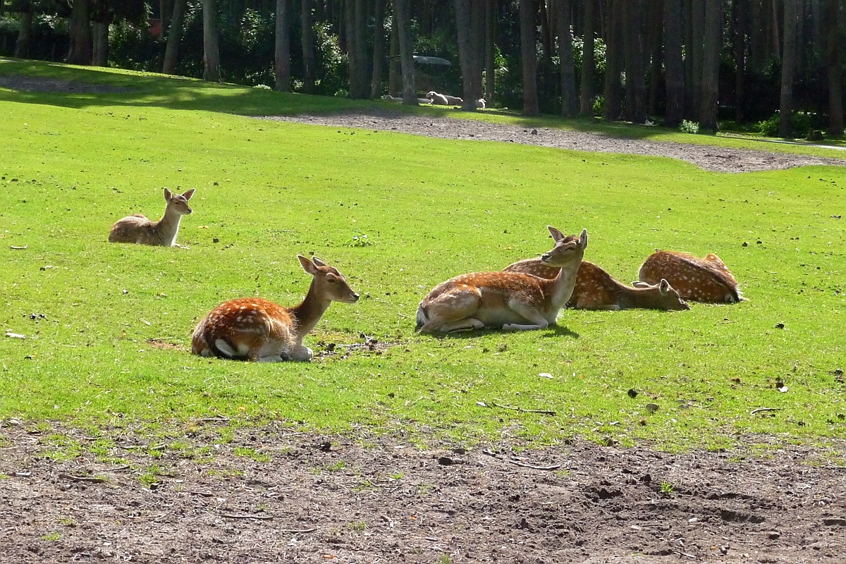 Noch liegt das Damwild auf der Wiese im Serengetipark, 9.9.15 