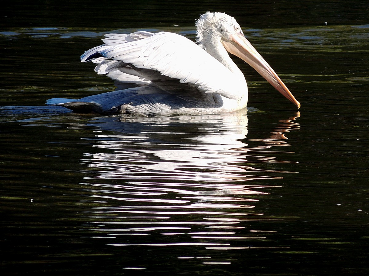  noch eine Runde  im Pelikanteich des Zoo Schmiding;130905