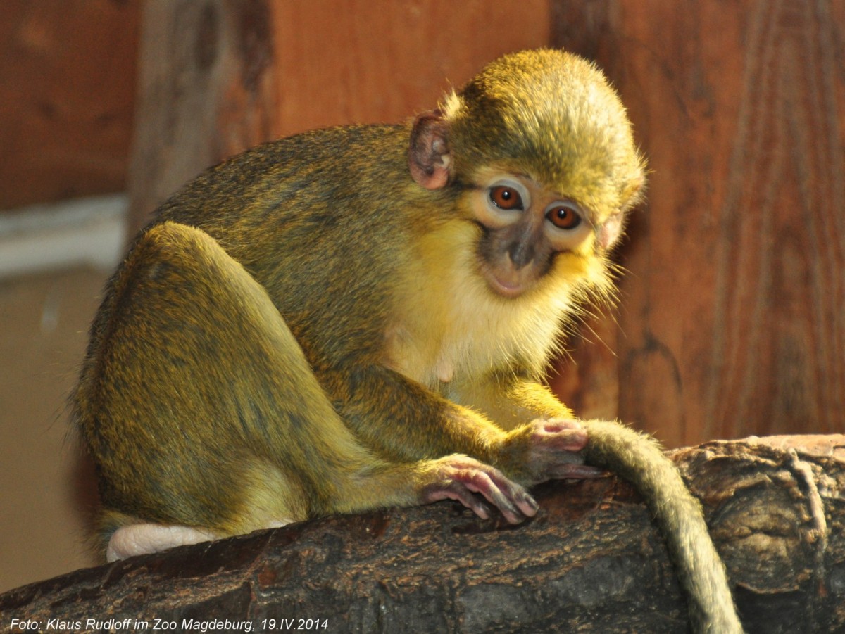 Nrdliche Zwergmeerkatze oder Gabun-Zwergmeerkatze (Miopithcus ogouensis) im Zoologischen Garten Magdeburg.