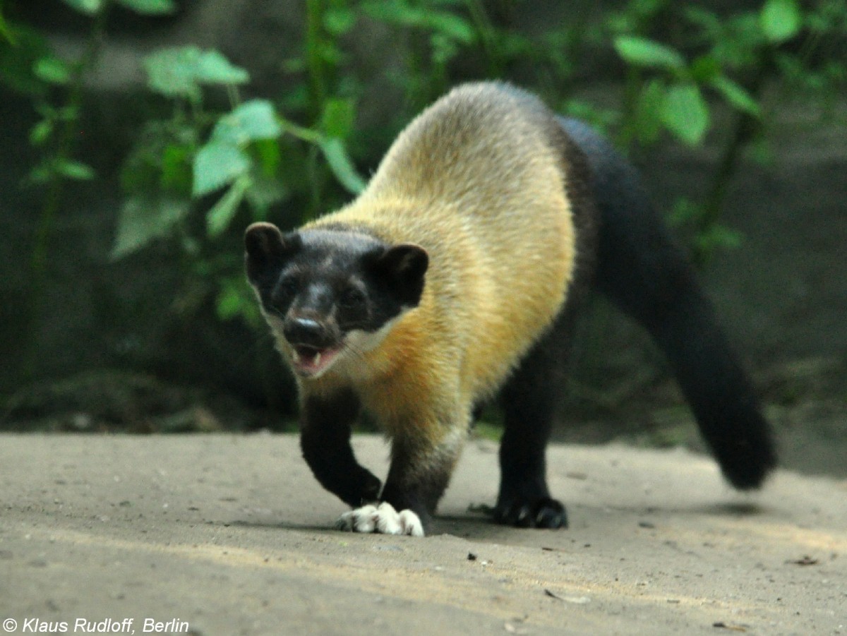 Nrdlicher Buntmarder (Martes flavigula aterrima) im Tierpark Berlin (August 2015).