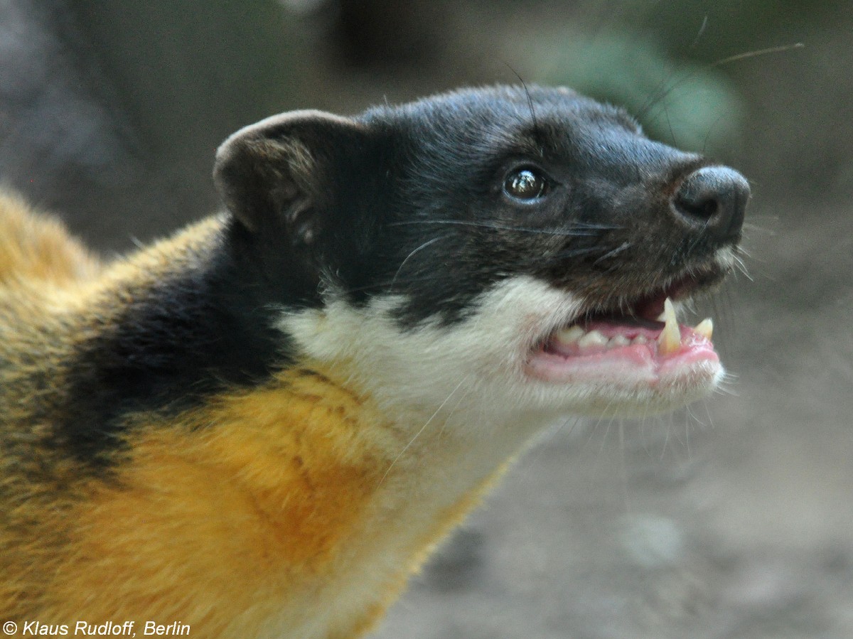 Nrdlicher Buntmarder (Martes flavigula aterrima) im Tierpark Berlin (August 2015).