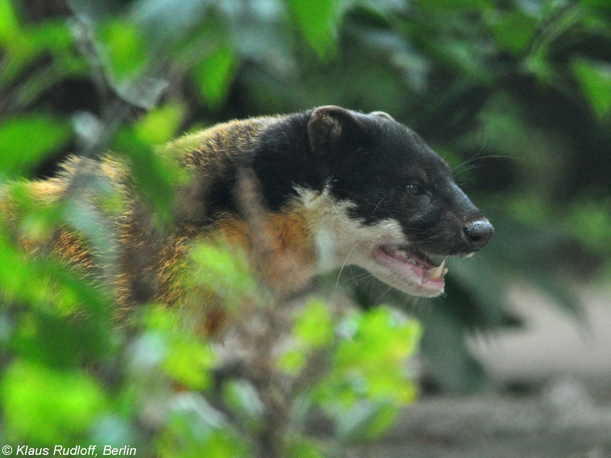 Nördlicher Buntmarder (Martes flavigula aterrima) im Tierpark Berlin (August 2015).