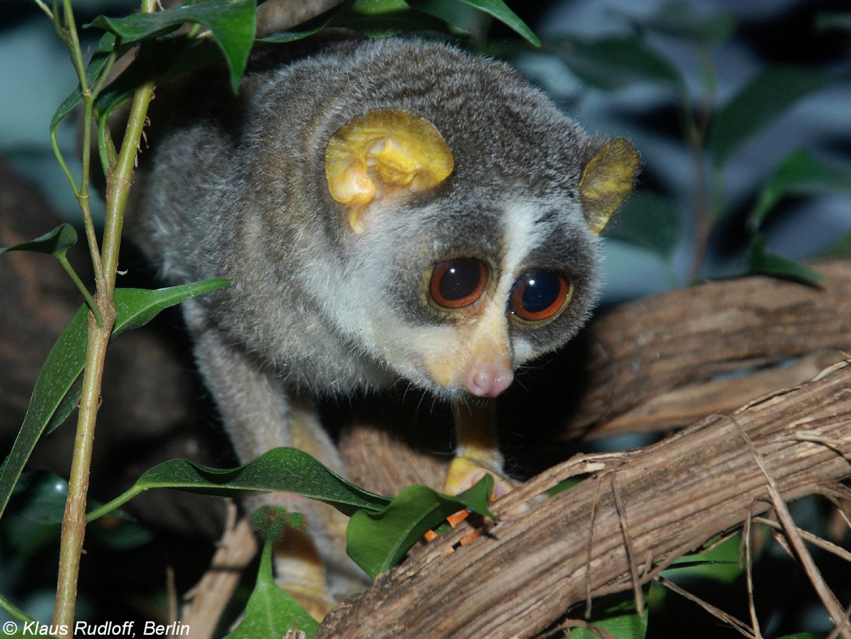 Nrdlicher Grauschlanklori (Loris lydekkerianus nordicus) im Zoologischen Garten Frankfurt am Main (Mai 2008).