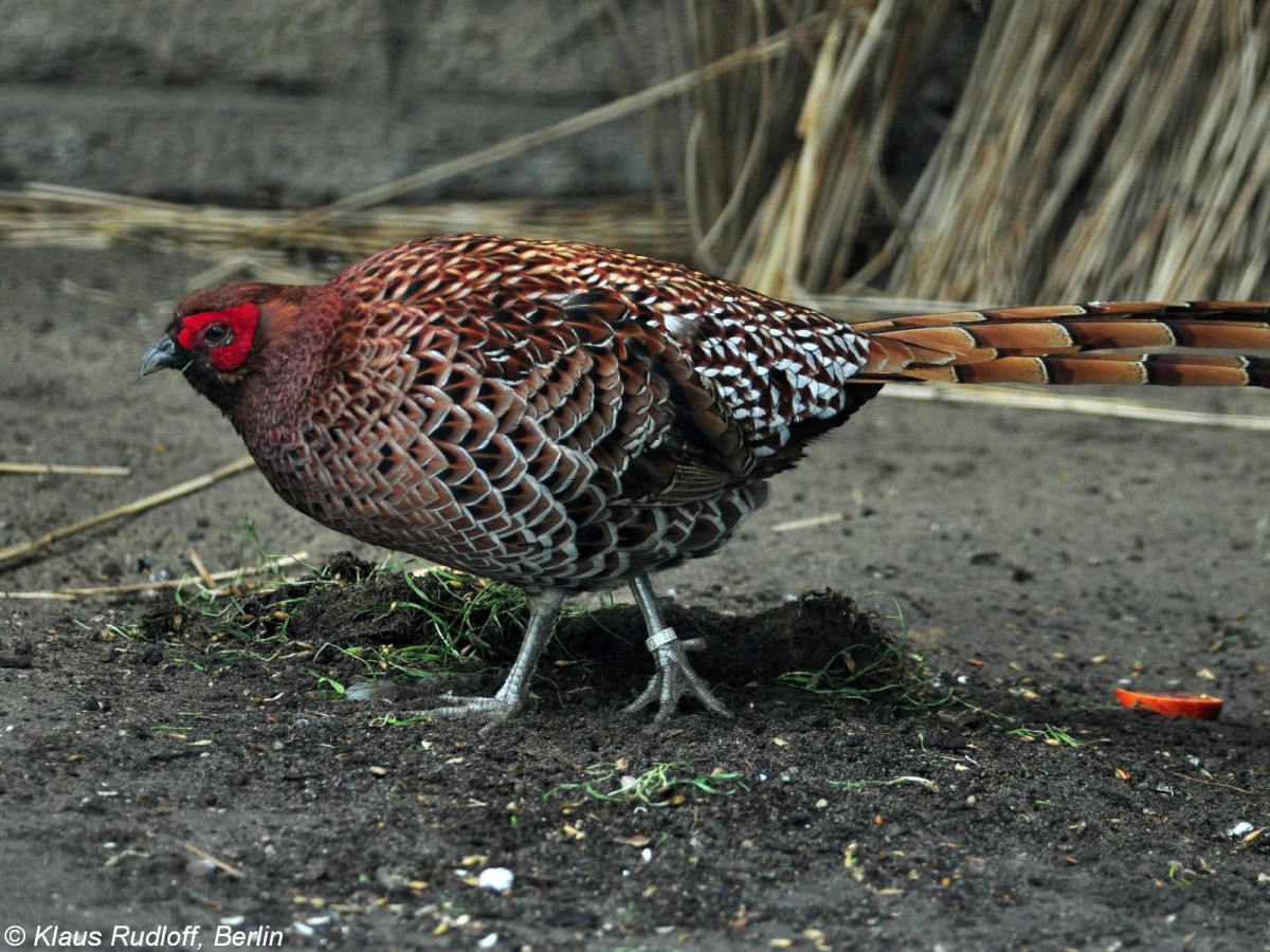 Nrdlicher Kupferfasan (Syrmaticus soemmeringii scintillans). Mnnchen im Tierpark Berlin