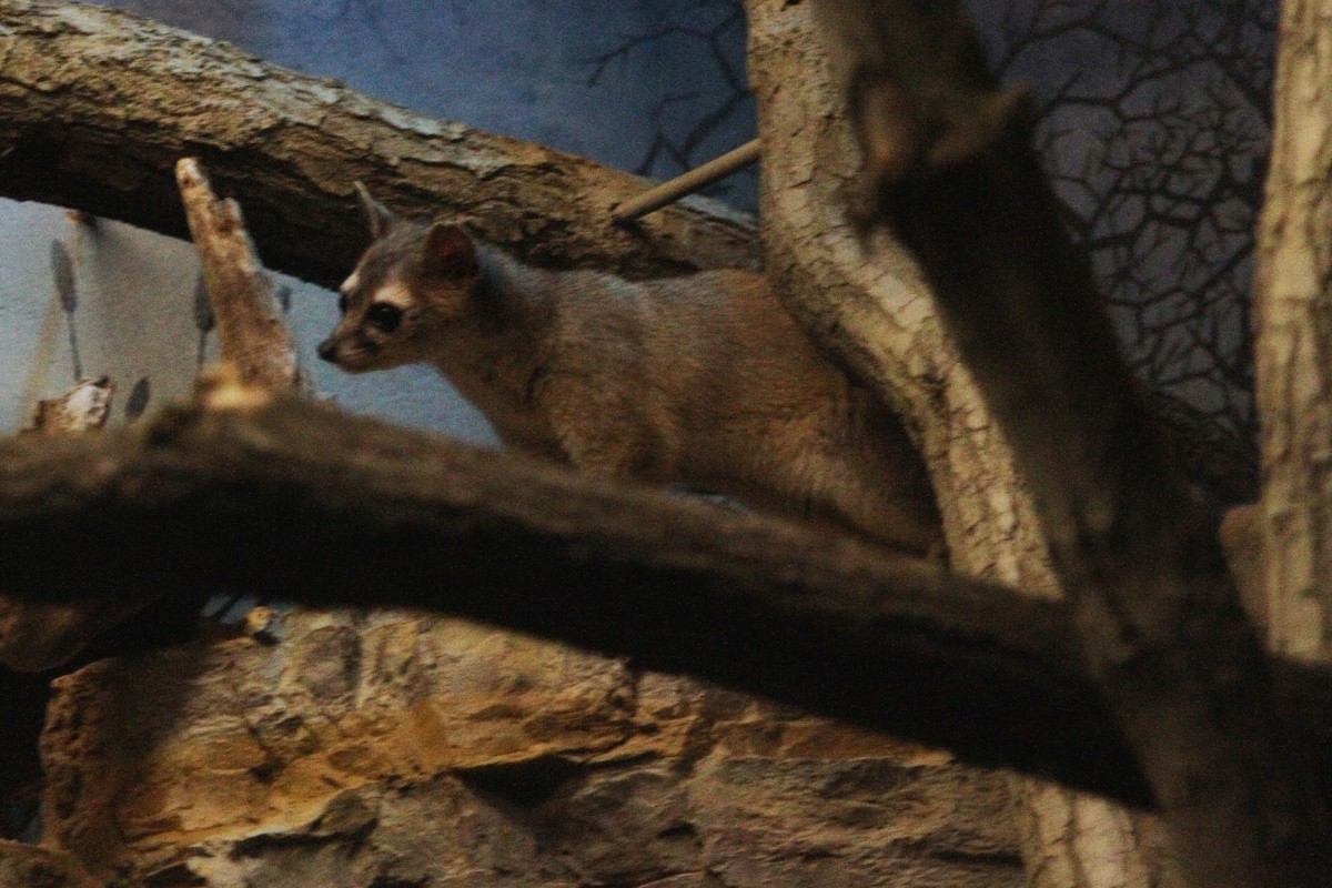 Nordamerikanische Katzenfrett (Bassariscus astutus) am 3.8.2010 im Frankfurter Zoo.