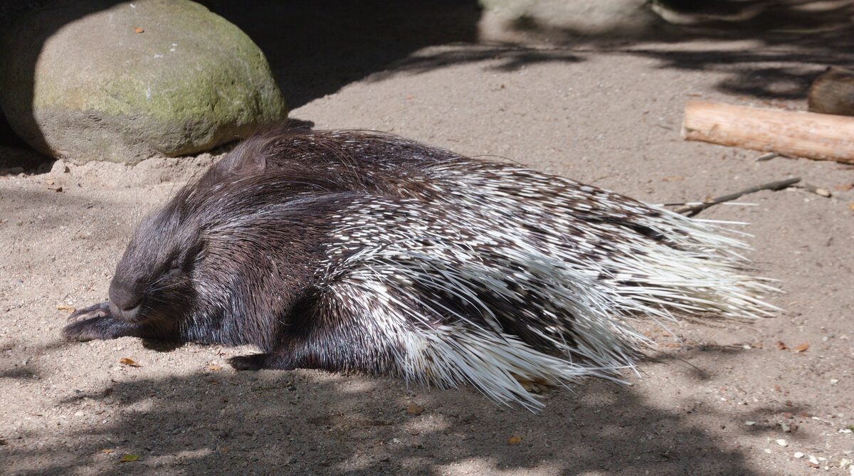 Nordamerikanischer Baumstachler, auch als Stachelschwein bekannt, am 14.09.2021 im Tierpark Hagenbeck in Hamburg. 