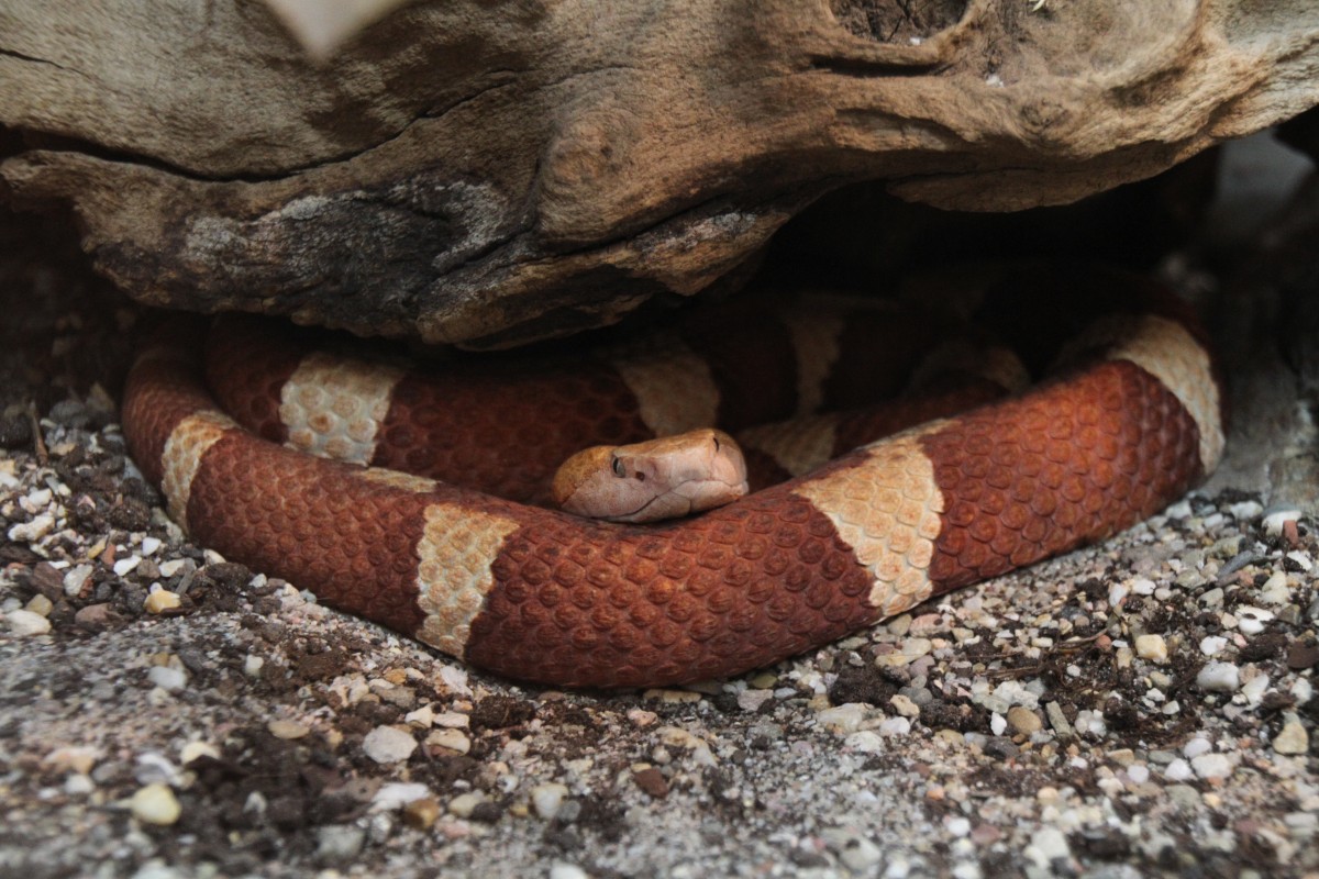 Nordamerikanischr Kupferkopf (Agkistrodon contortrix) am 11.7.2010 im Reptilienhaus Unteruhldingen.