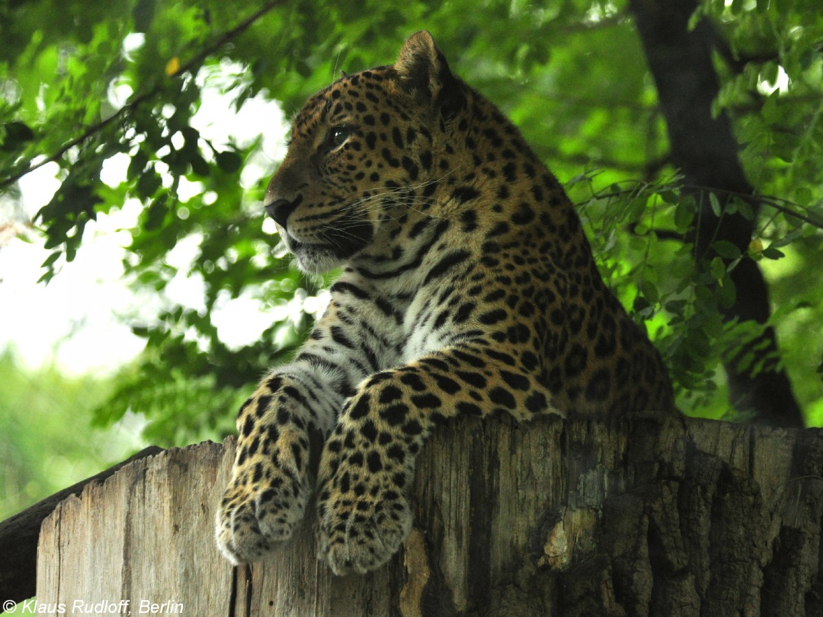 Nordchinesischer Leopard (Panthera pardus japonensis) im Tierpark Cottbus (August 2015).