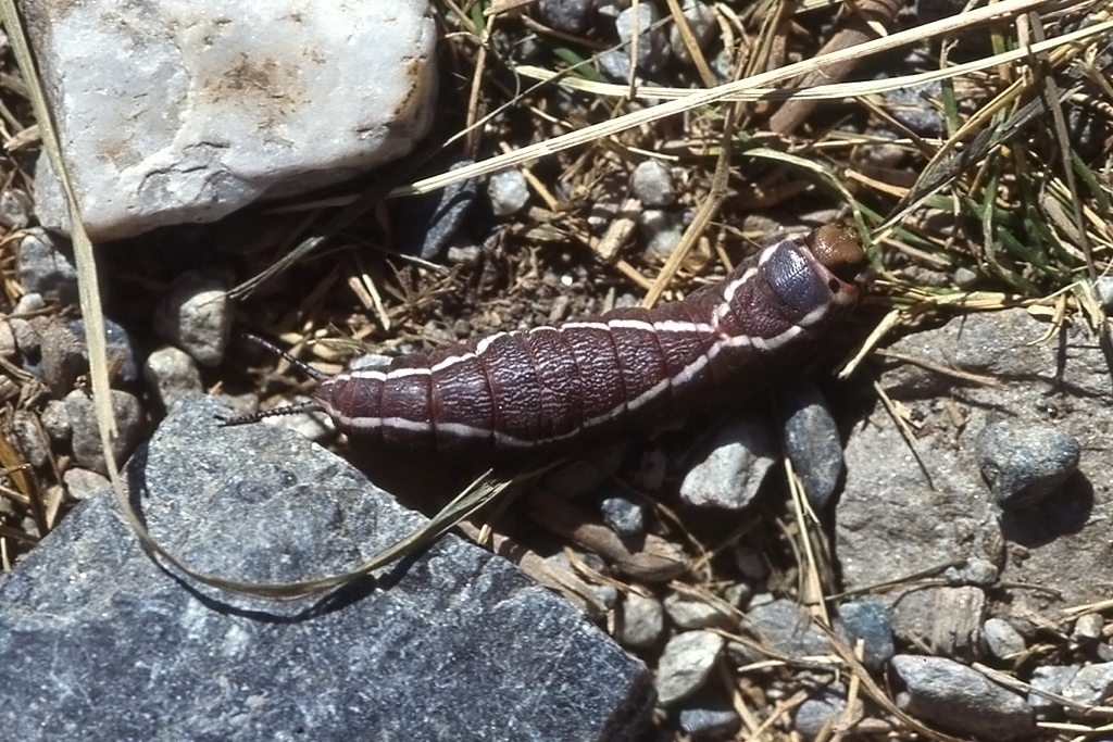 Notodontidae, Groer Gabelschwanz, Cerura vinula, 27.08.1997, Zermatt ( Raupe )




