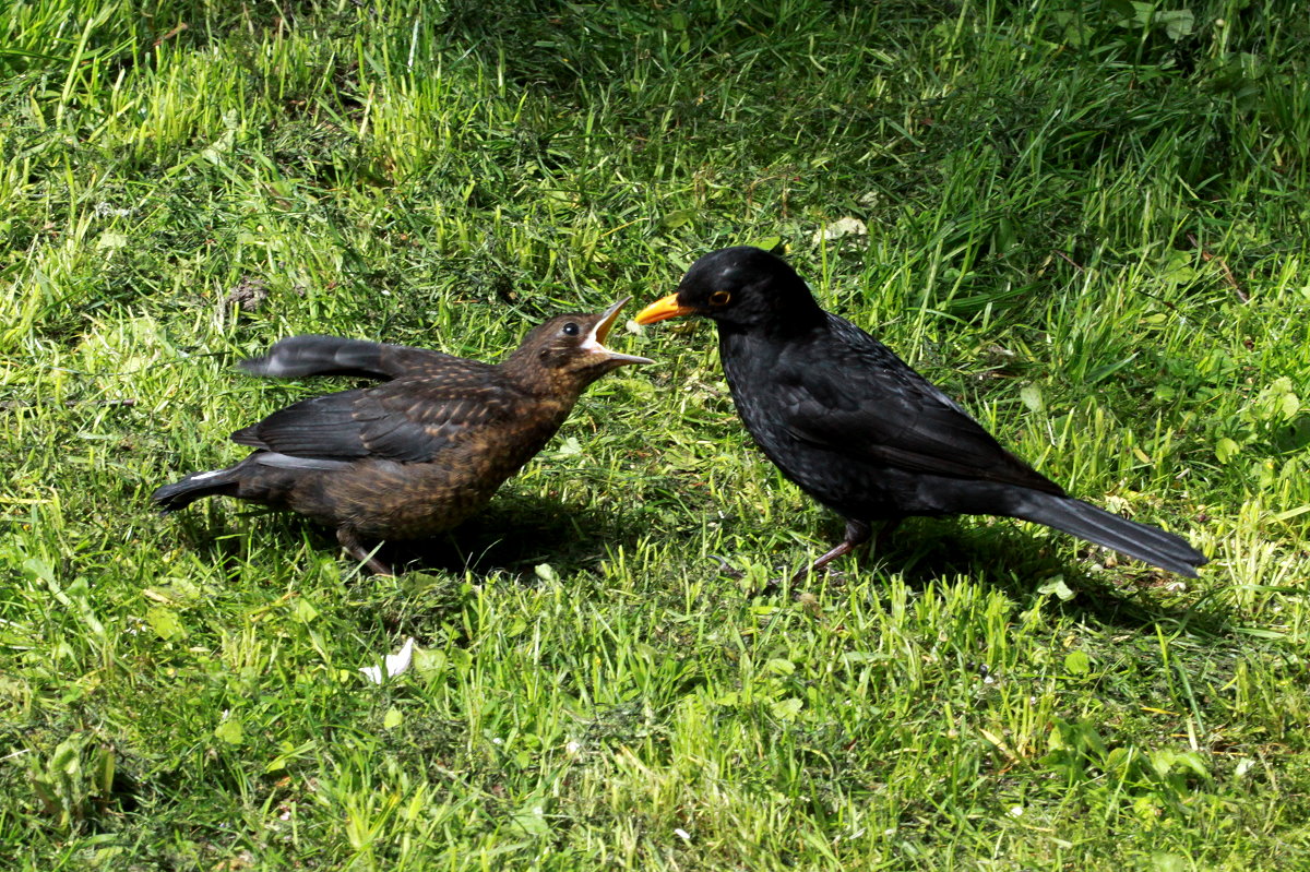  Nun gib schon her die Nuss!  Amselftterung in unserem Garten. Ratzeburg, 07.05.2017