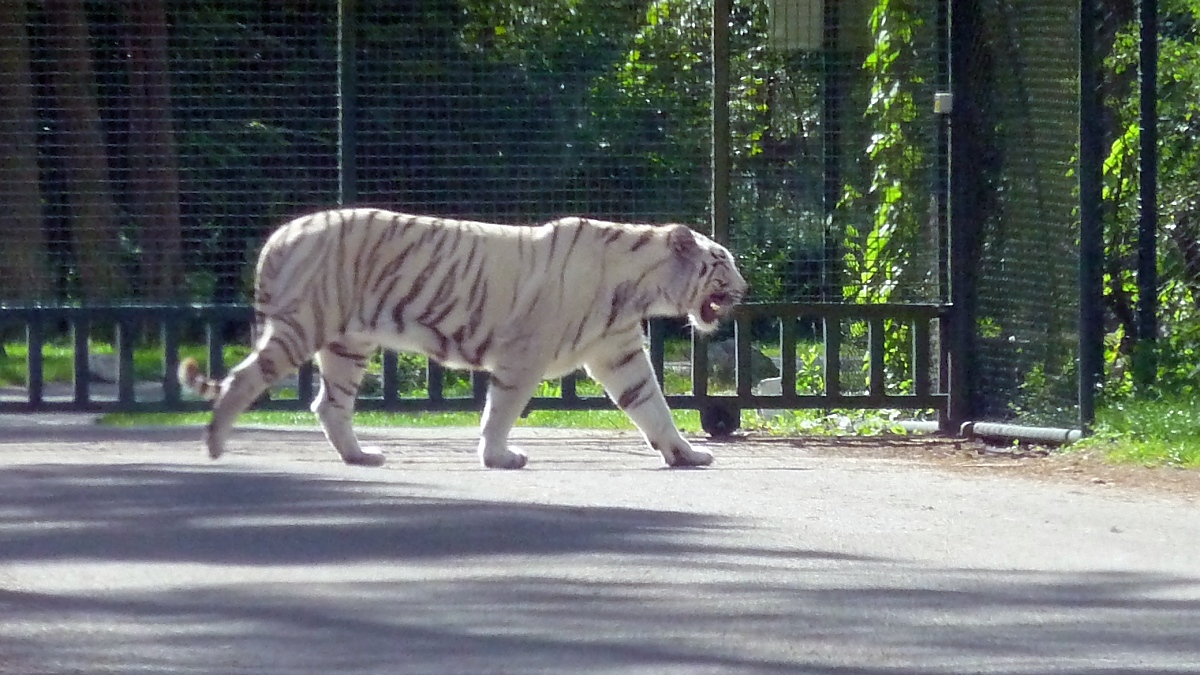 Nur schwer zu fotografieren war der weie Tiger im Serengetipark, 9.9.15