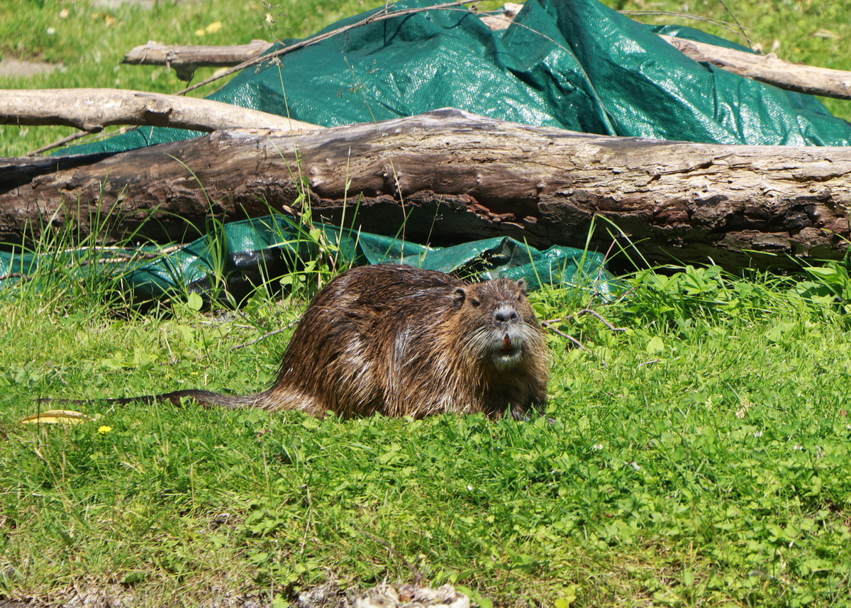 Nutria ( Biberratte) im Spreewald bei Lbben am 19. Juni 2025.
Leonhard Gro
Nagetiere / Stachelschweinverwandte / Biberratten (Myocastor)	