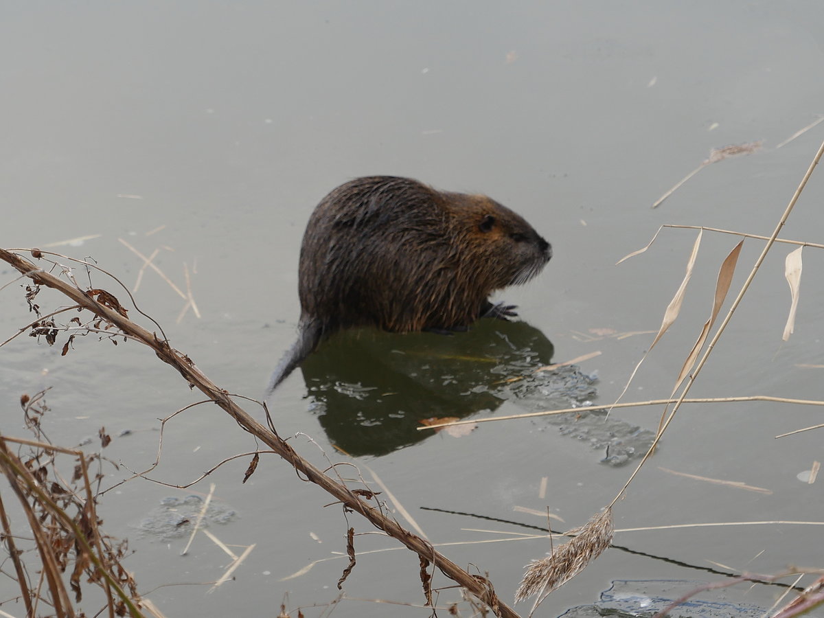 Nutria auf dem vereisten Elbe-Lbeck-Kanal bei Bchen; 11.02.2021
