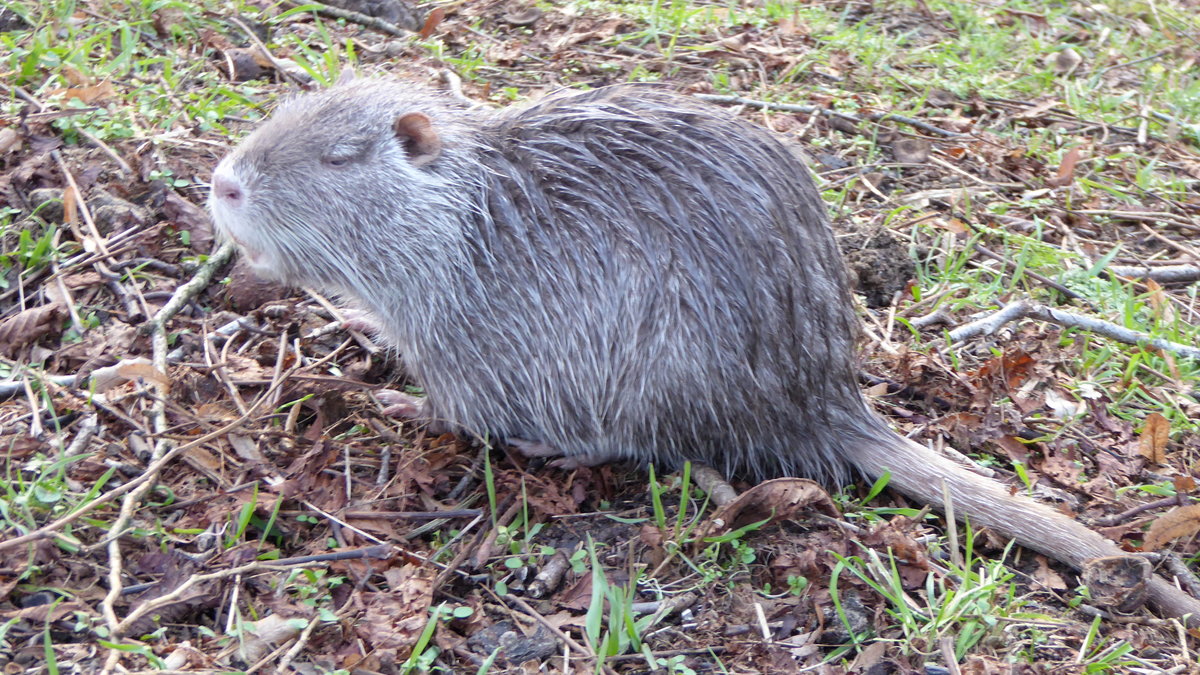 Nutria (Myocastor coypus). Diese Tiere wohnen in den Uferbschungen von Flsse und Kanle. Dieses Foto entstand im Mrz 2020 am Verbindungskanal in Nordhorn.