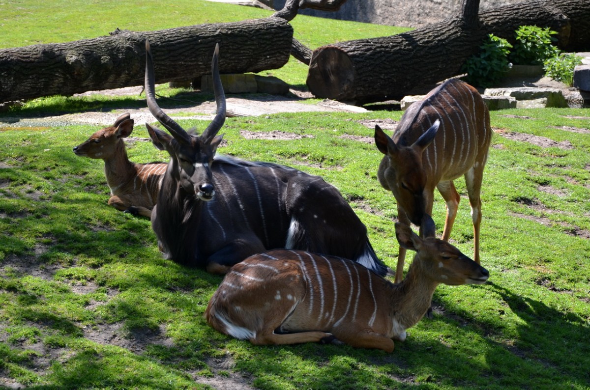 Nyala Gruppe  Zoo Berlin   28.04.2014