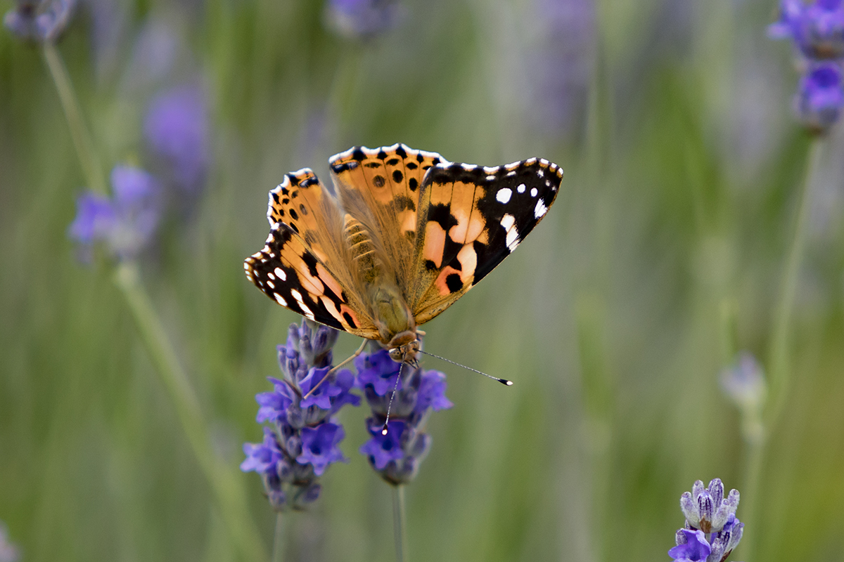 Nymphalidae, Distelfalter, Cynthia cardui, 05.06.2018, Dubrovnik, Kroatien



