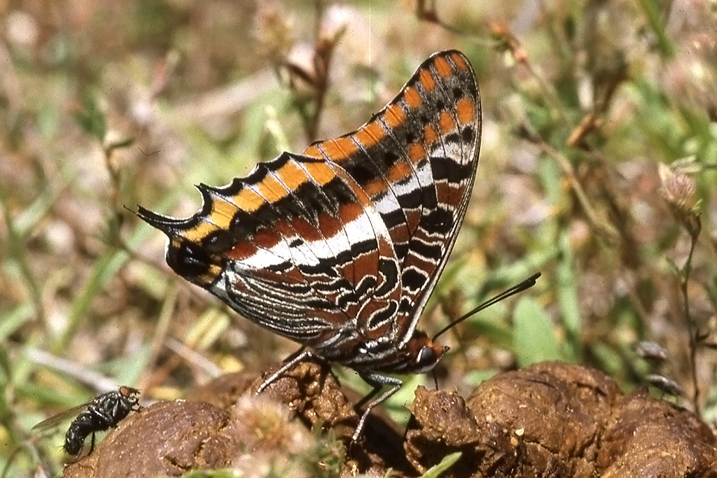 Nymphalidae, Erdbeerbaumfalter, Charaxes jasius, 2001, Spanien



