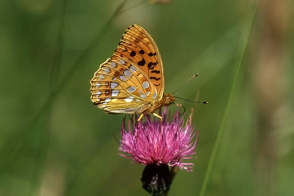 Nymphalidae, Feuriger Perlmutterfalter, 24.06.1994, Weisweil 



