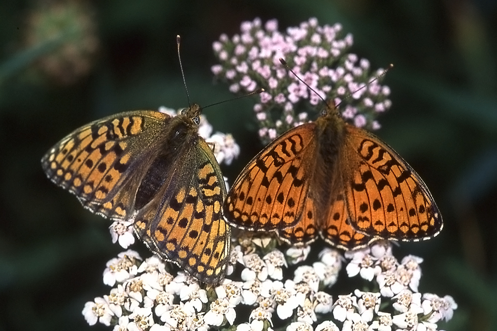 Nymphalidae, Groer Perlmutterfalter, 18.07.1994, Zermatt 



