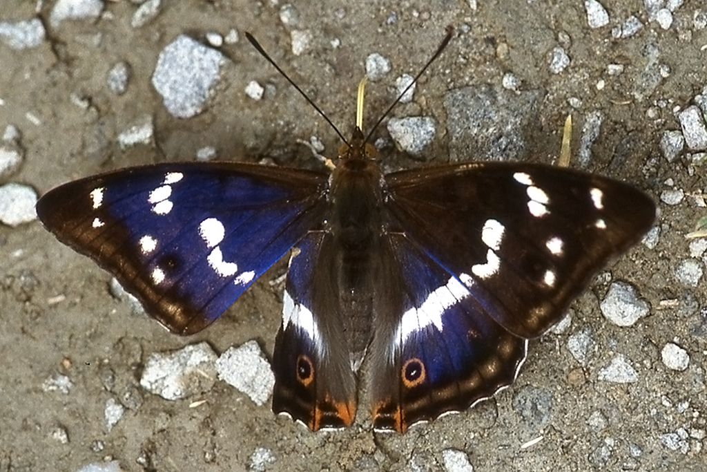 Nymphalidae, Groer Schillerfalter, Apatura iris, 12.06.1998, Weisweil