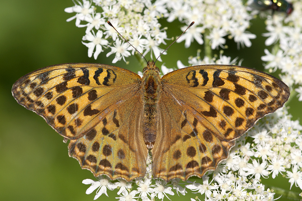 Nymphalidae, Kaisermantel, Argynnis paphia, 25.06.2010, Weisweil





