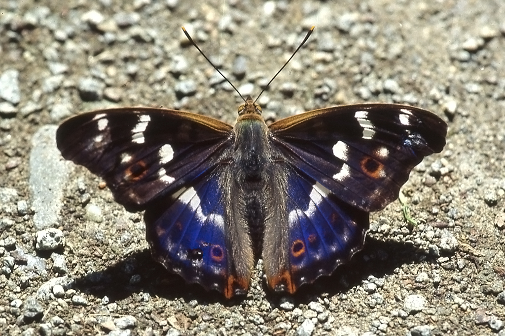 Nymphalidae, Kleiner Schillerfalter, Apatura ilia, 16.07.1995, Weisweil