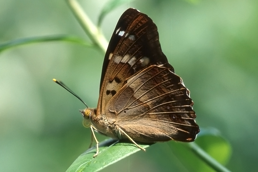 Nymphalidae, Kleiner Schillerfalter, Apatura ilia f-clytie , 25.06.1995, Weisweil



