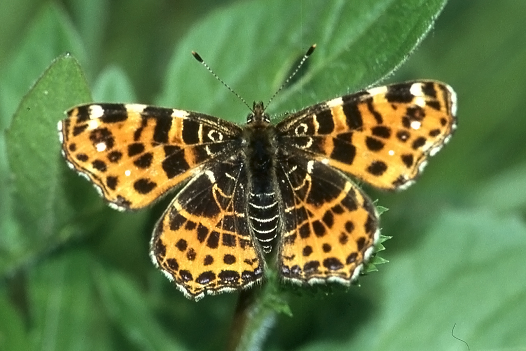 Nymphalidae, Landkaertchen, Araschnia levana, 14.05.1996, Weisweil



