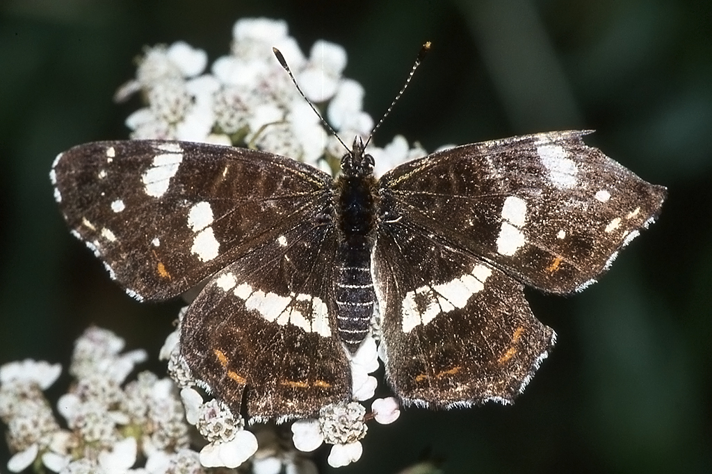 Nymphalidae, Landkaertchen, Araschnia levana, 28.08.1994, Weisweil


