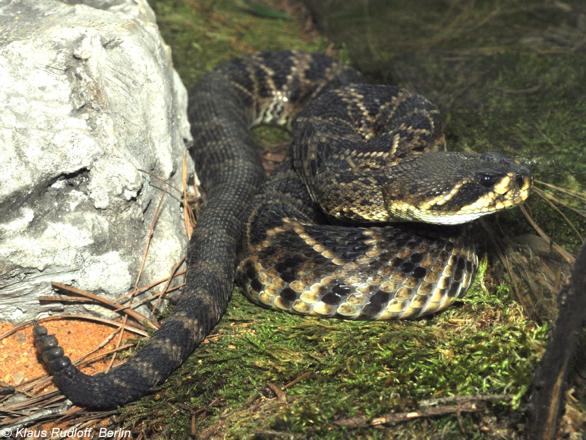 stliche Diamantklapperschlange (Crotalus adamateus)im Zoo und Botanischen Garten Pilsen (Plzen, Juni 2015). 