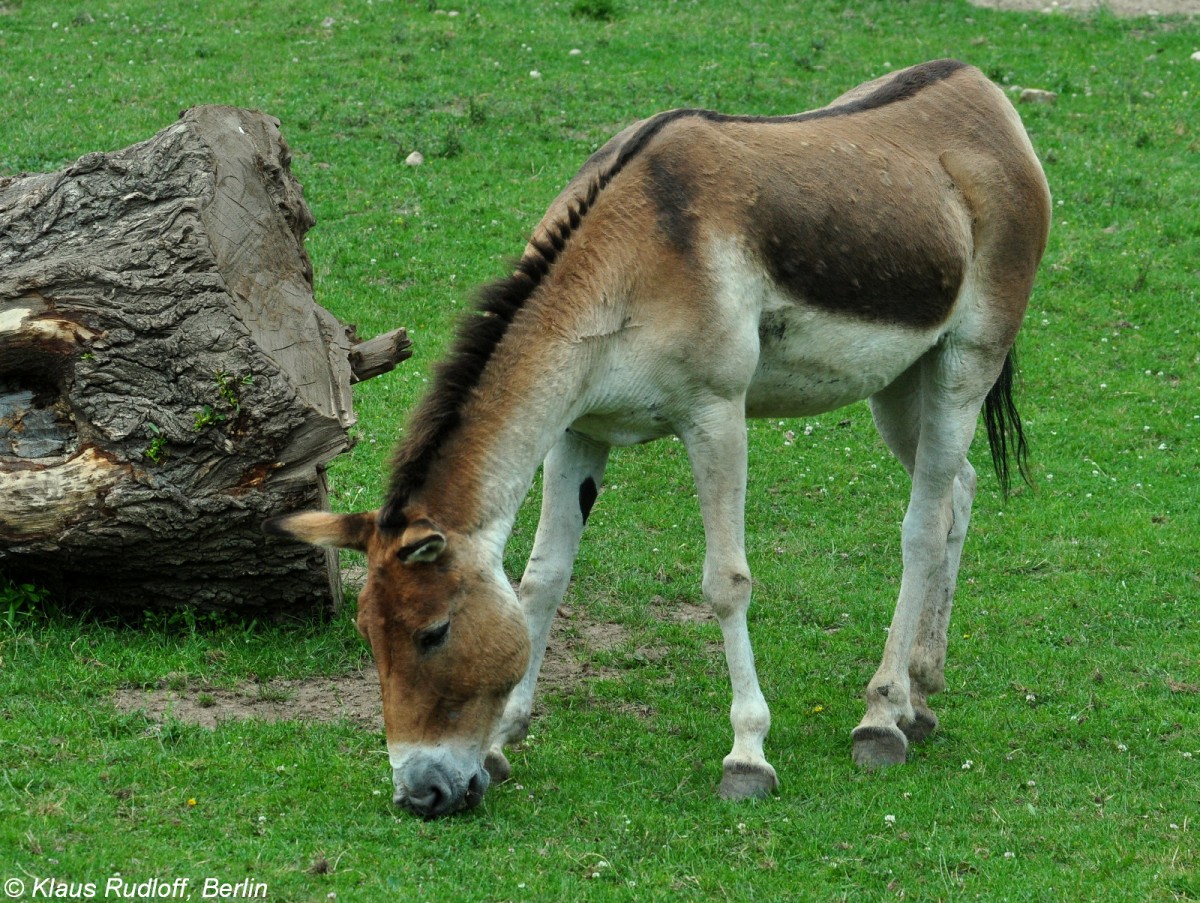 stlicher KIang (Equus kiang holdereri) im Zoo und Botanischen Garten Pilsen (Plzen, Juni 2015).