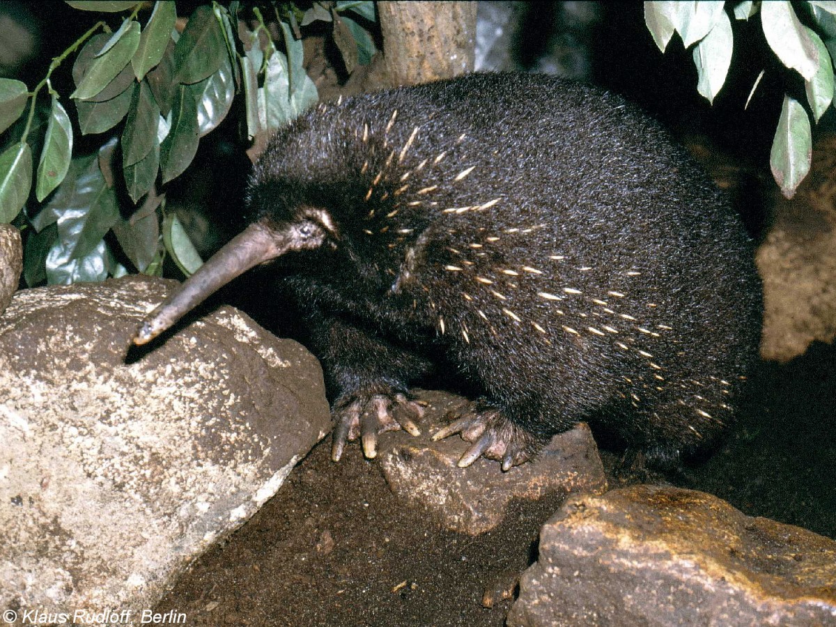 stlicher Langschnabeligel (Zaglossus bartoni) im Zoo London.