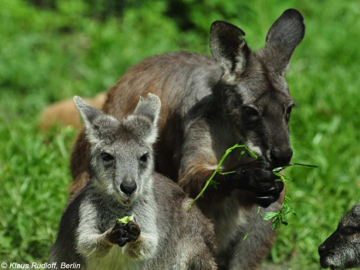 stliches Bergknguru (Macropus robustus robustus). Paar im Tierpark Berlin.