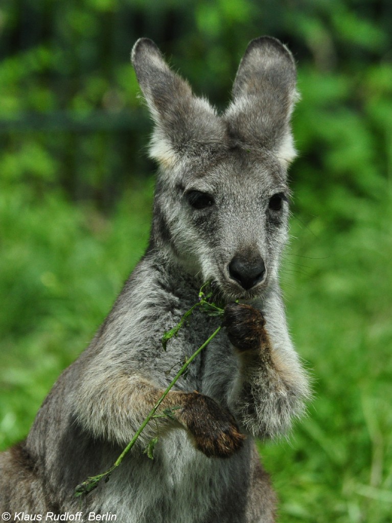 
stliches Bergknguru (Macropus robustus robustus). Weibchen im Tierpark Berlin