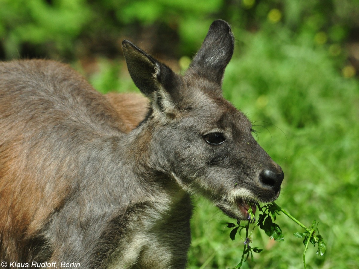 stliches Bergknguru (Macropus robustus robustus). Mnnchen im Tierpark Berlin.