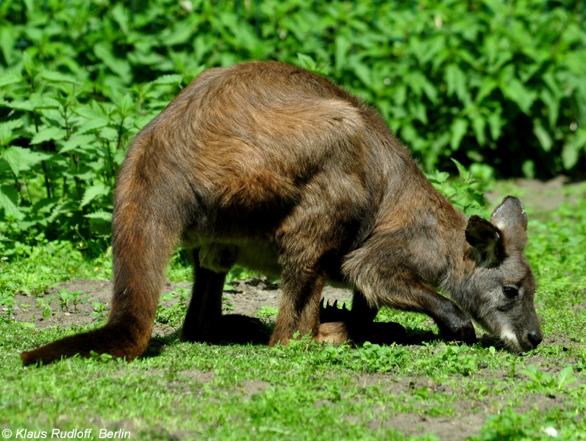 Östliches Bergkänguru-Männchen (Macropus robustus robustus) im Tierpark Berlin