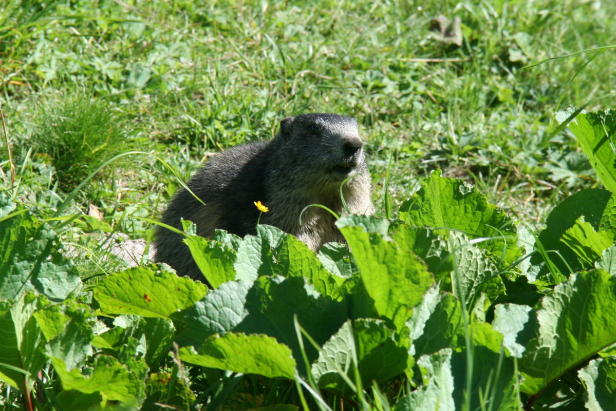  Oh! So viel Salat!  Ein Murmeli in den Walliser Alpen; 21.08.2016