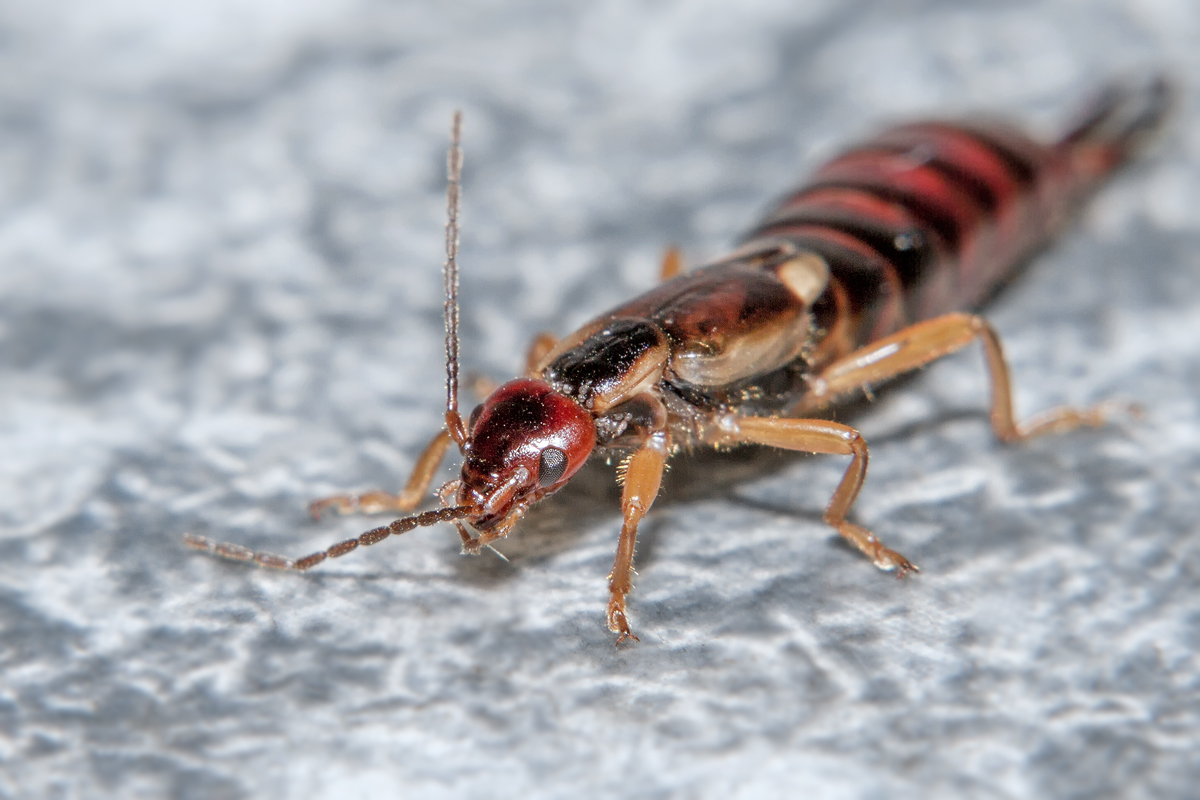 Ohrkneifer mit Parasiten im Nacken. - 12.10-2013